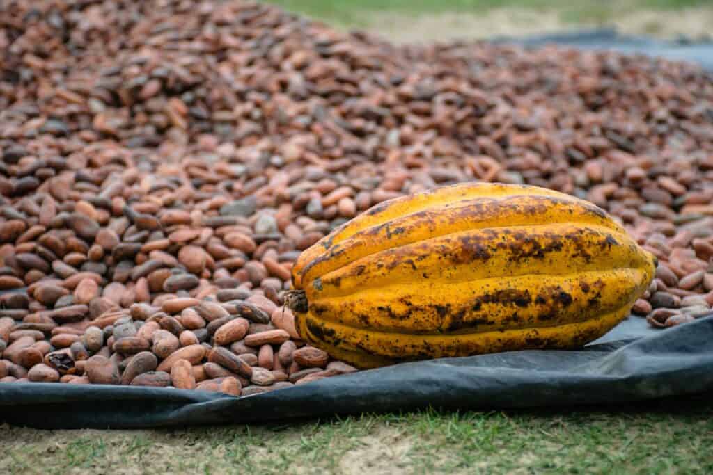 Yellow Cacao Fruit, cacao beans