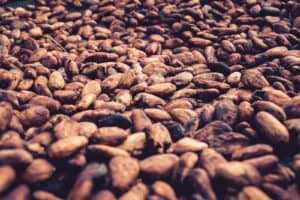 How Region Impacts the Flavor of Cocoa Beans: Understanding Terroir and Chocolate Tasting