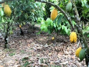 Cocoa Farming