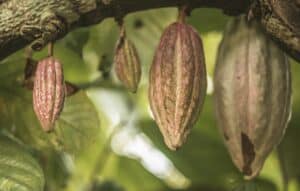 cacao tree