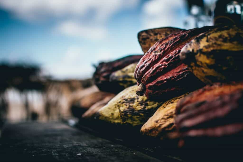 cocoa processing methods