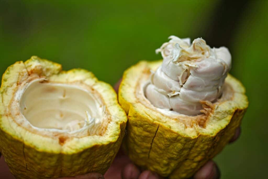 health benefits of cocoa