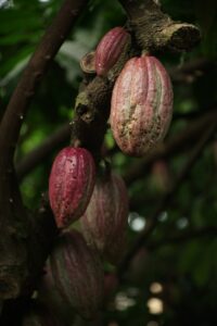 Cocoa Sustainability Practices