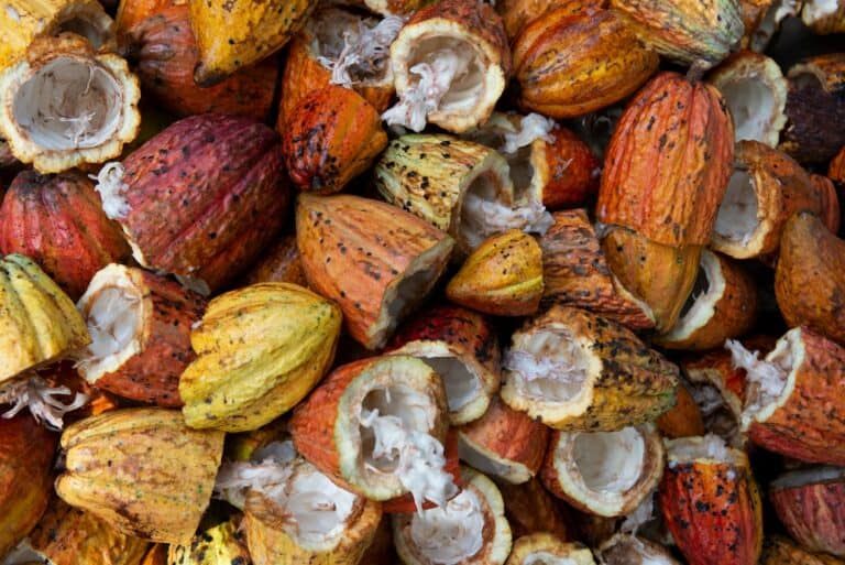 cocoa sustainability practices