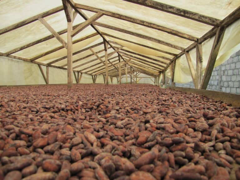 cocoa bean drying methods