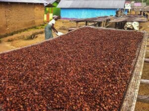 Cocoa beans drying in a village