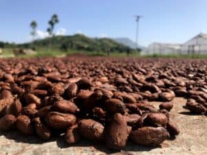 drying cocoa beans