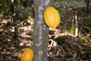 cocoa farmers livelihood