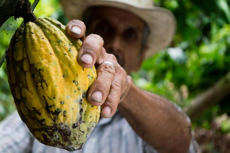 cocoa farmers livelihood